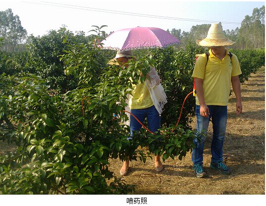 琦葩对砂糖橘药效试验