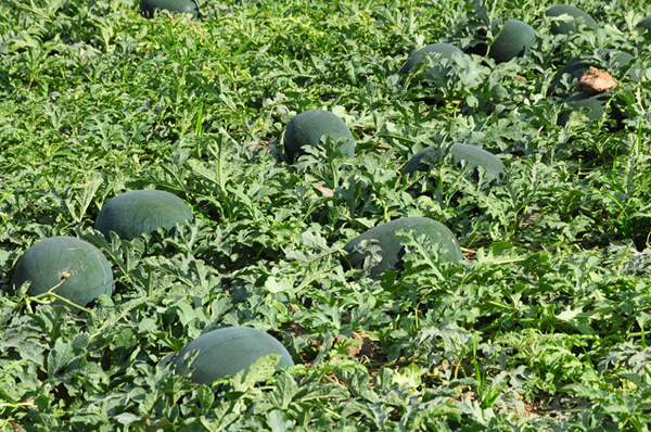 西、香瓜生长中后期病虫害防治技术