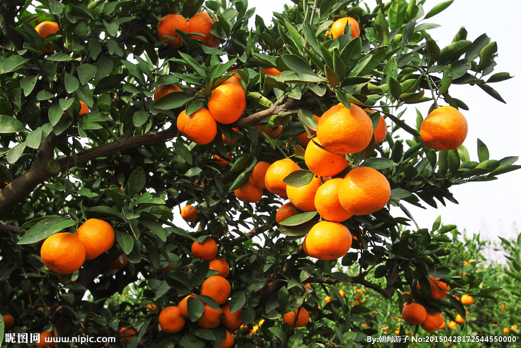 柑橘常用的促花措施及方法