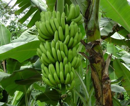 香蕉病虫害防治