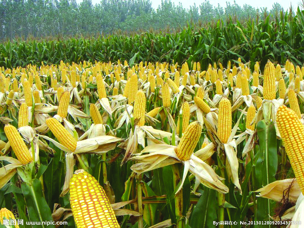 2014年玉米重大病虫害防控技术方案
