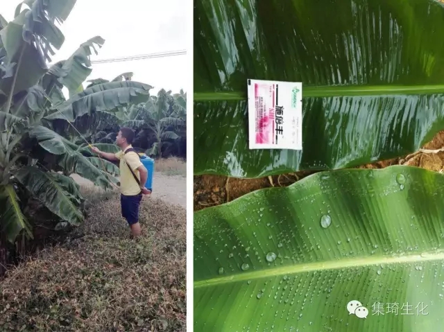 桂林集琦“一喷三省+绿色植保”技术集成方案植保模式推广达人--谢彦宽