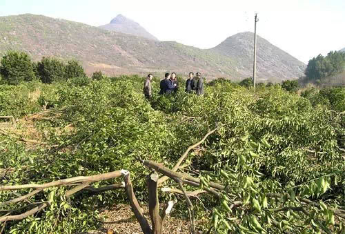 正确认识柑橘黄龙病，以防为主